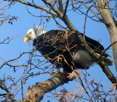a juvenile bald eagle perches in the tree in the yard