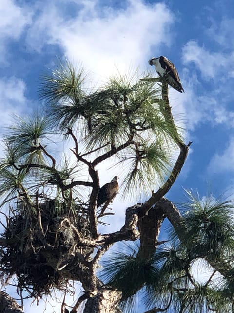 osprey and babies