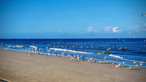 On the beach, sun loungers, beach towels