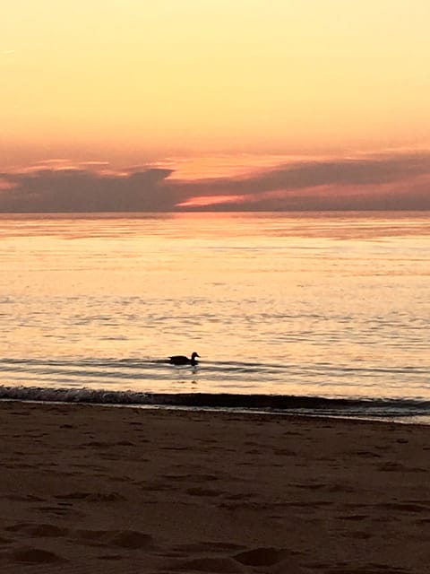 Beach nearby, sun loungers, beach towels