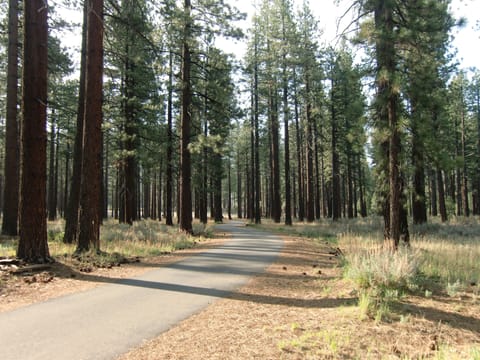 Bike in the pines by Nevada Beach
