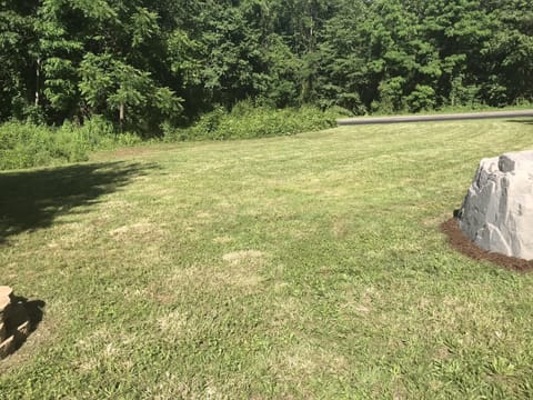 Large yard great for dogs