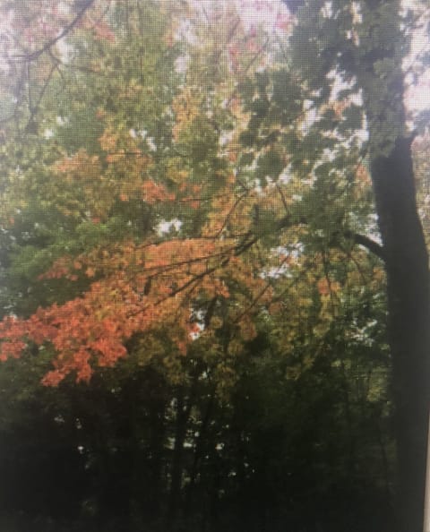 Fall here is gorgeous!