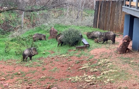 Javelina herd in front yard.