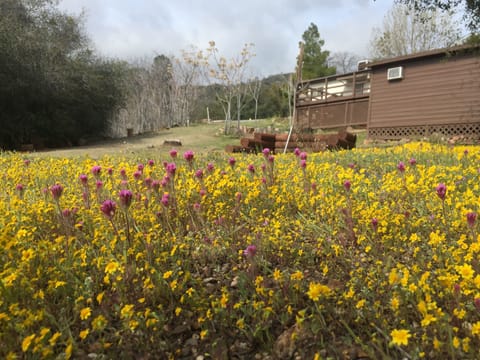 Super bloom on the property 