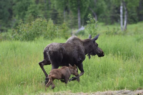 Mama moose and calf walking through the yard (provided by guest)