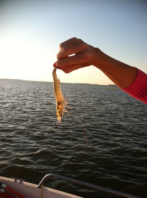 This is a Edisto Shrimp catch them out of the back creek in October
