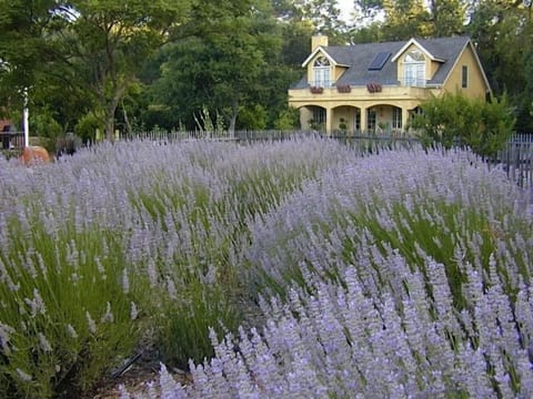 Mustard Cottage with Lavender in Bloom