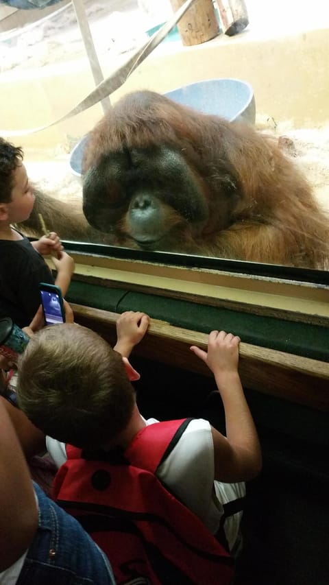 Fun things are happening at the Colorado Springs ZOO.