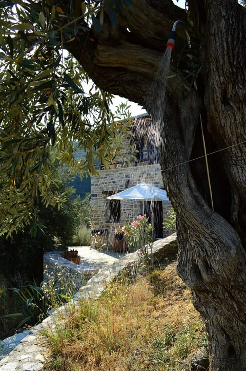 Too lazy to go back to the beach? How about a refreshing olive tree shower?