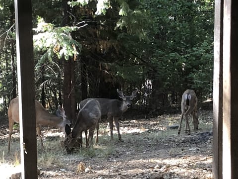 we have deer that visit often!