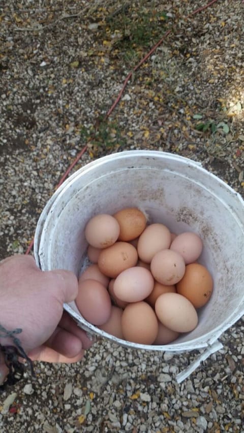 Gathering Eggs