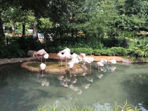 SA Zoo - 3 min drive distance from the apartment