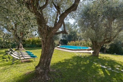 Garden with hundred years old Olive trees