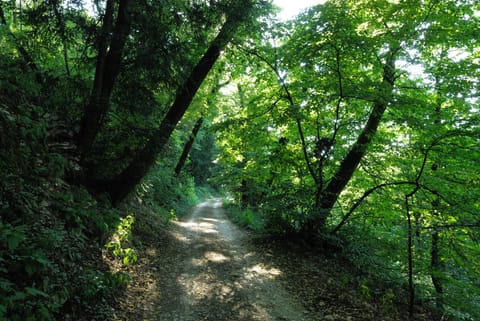 A view of our private park