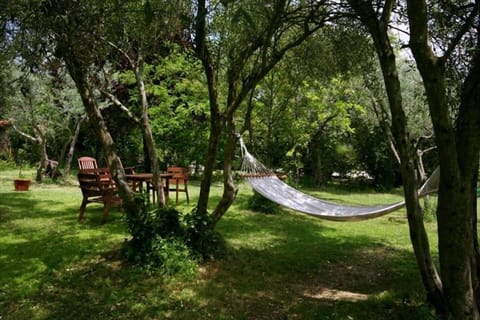 The garden of the house