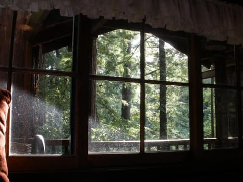  View of Redwoods from LR Window.