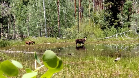 Moose and calves summer 2018 in the backyard, 15 min hike out back
