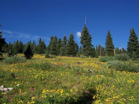Summer in the Rockies
is magical