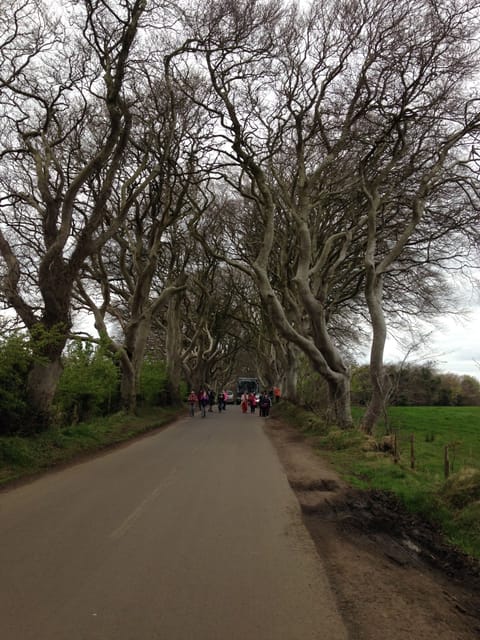 Dark hedges