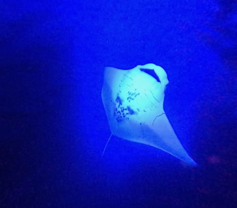 Manta Ray Snorkels, And Dives
Many Locations to choose from