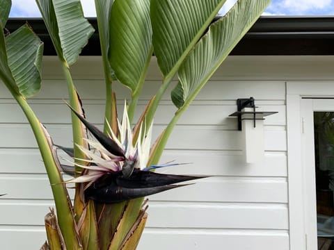 The Giant Bird of Paradise are usually in bloom, and are spectacular!