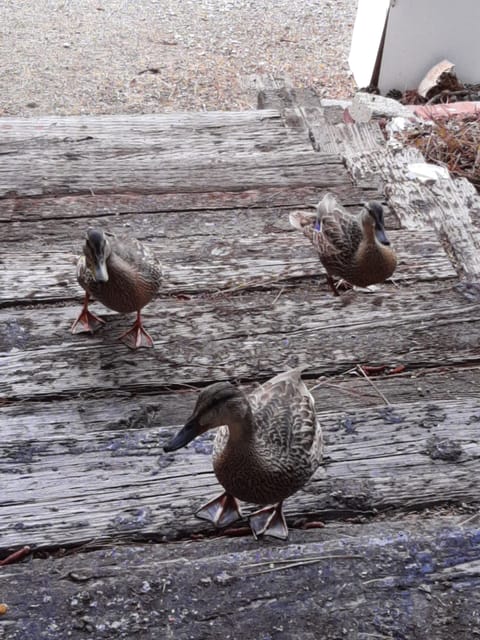 Our Sociable Wildlife