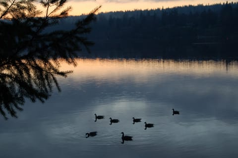 Nature abounds: deer, geese, waterfowl, otter, bald eagle, Blue Heron, raccoon.