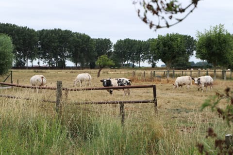 Grazing cattle on the backyard pasture
