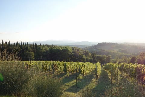 VView over the vineyards and Todi
