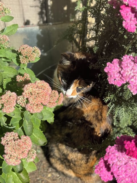 Peppercorn lives here :-)