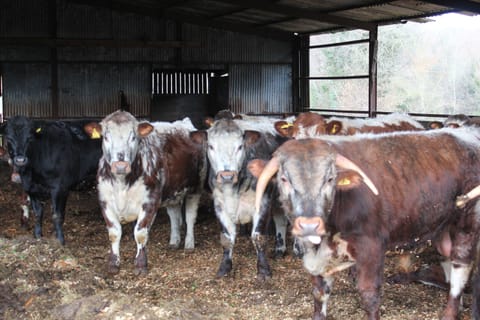 Long Horn Cattle in the Barn
