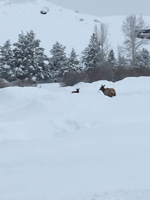 Some Elk hanging out in our backyard area towards the golf course