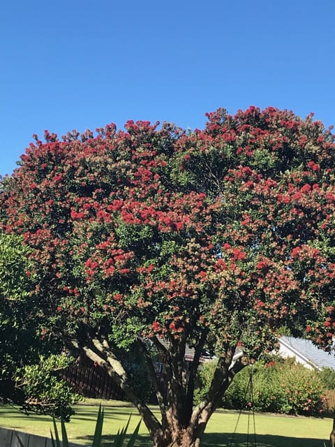 Enjoy native Pohutukawa trees in flower at Christmas