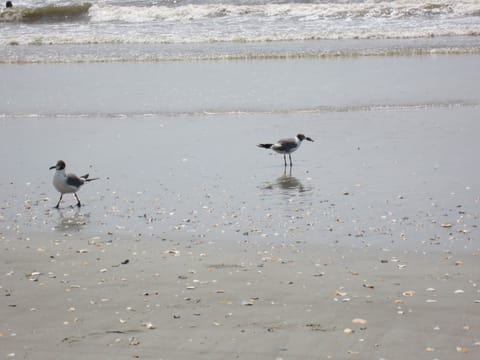 On the beach, sun loungers