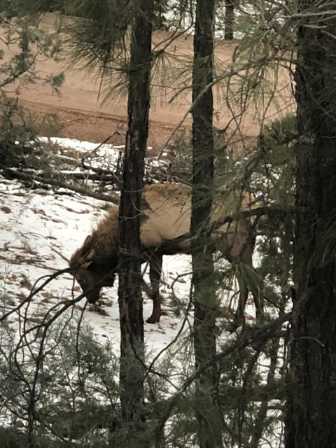 Elk seen from your deck
