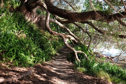 Opua - Paihia walkway