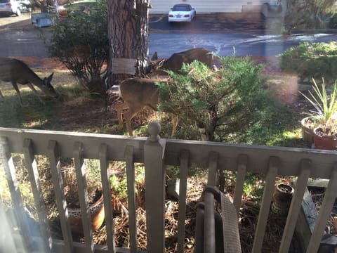 Deer in front yard...they love the crab apples.