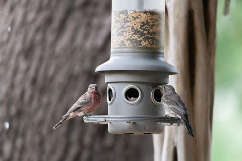 Birds at the bird feeder. Mary Danz photography. 