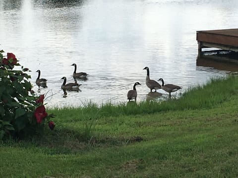 Enjoy watching geese, birds, deer and other wildlife on the property.