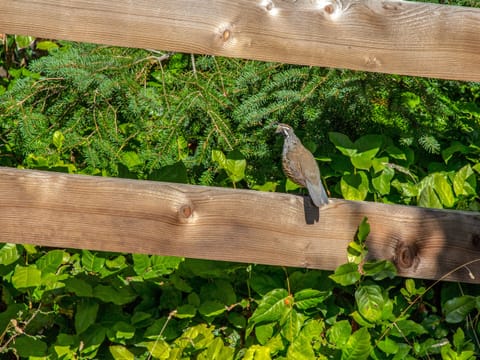 Local wildlife - Enjoy the local wildlife