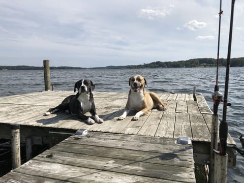 Our private dock where dogs love to be dogs! 