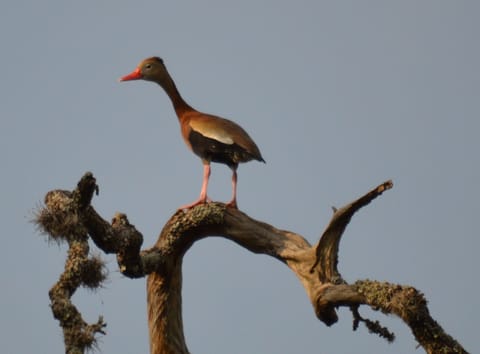 Black Bellied Whistling Duck