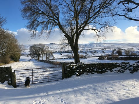 Snowy view from the garden