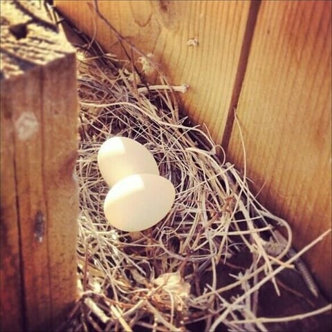 The wild life that shares our home - dove eggs!