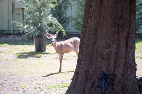 Or deer sometimes comes to visit