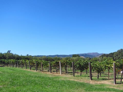 Pinot Noir vineyard off pool with mountain views