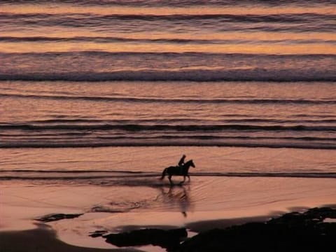 Horse riding on the Beach