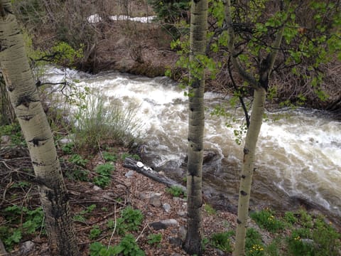 Spring runoff in the backyard