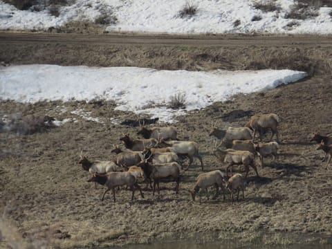 Bull Elk by the pond